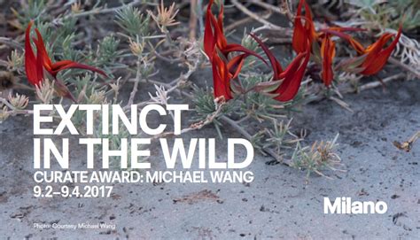 Michael Wang. Extinct in the Wild 